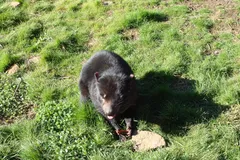 Tasmanian Devil in natural habitat
