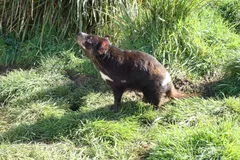 Tasmanian Devil in natural habitat