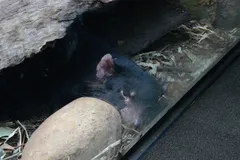 Tasmanian Devil in natural habitat