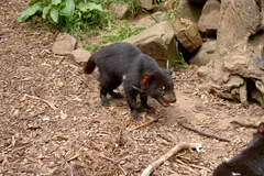 Tasmanian Devil exploring bushland