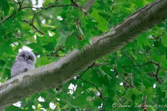 tawny owl in natural habitat