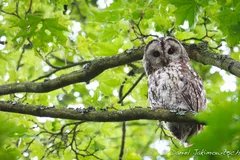 tawny owl in natural habitat