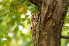 tawny owl in natural habitat