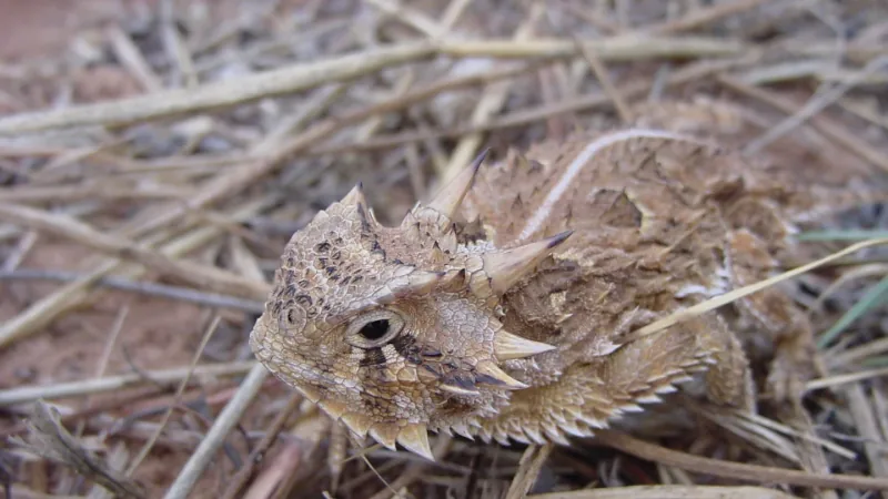 Texas horned lizard crouched among dry grass stems, the horns at the back of its head raised
