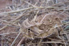 Texas horned lizard crouched among dry grass stems, the horns at the back of its head raised