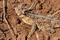 Texas horned lizard lying flat on red soil among twigs, its spiny flanks and spotted back in side view