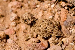 Young Texas horned lizard on reddish gravel, its dark back spots ringed in pale yellow