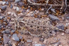Texas horned lizard pressed flat against stony ground among dry leaves