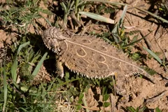 Texas horned lizard flattened on the ground among green grass blades, its spiny back spotted dark