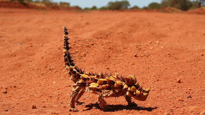 Thorny Devil in natural habitat