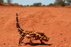 Thorny Devil in natural habitat