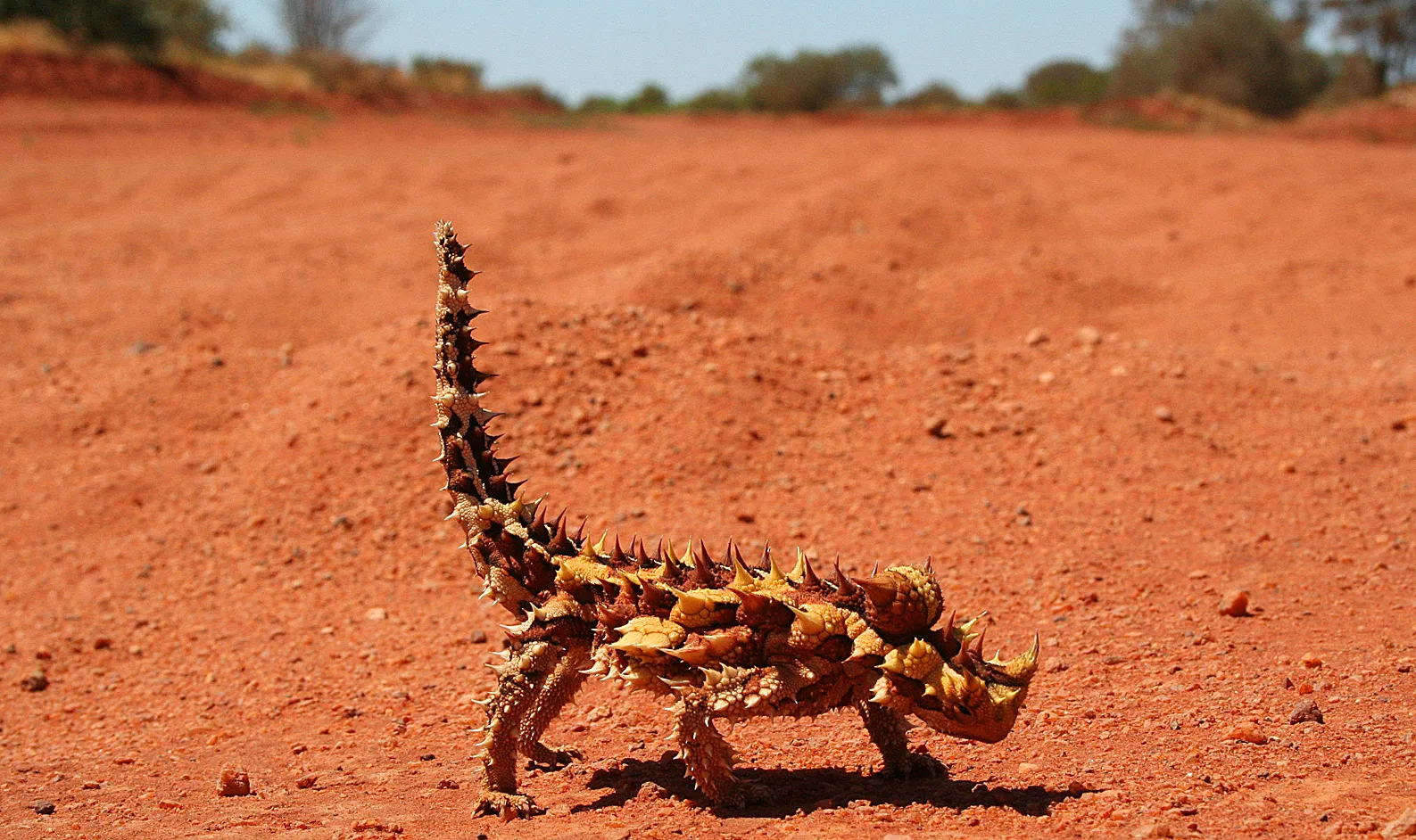 Thorny Devil in natural habitat