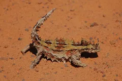 Thorny Devil in natural habitat