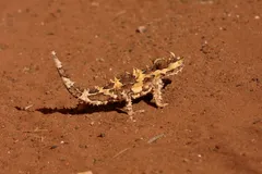 A Thorny Devil in Australia.
