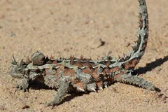 Thorny Devil in natural habitat