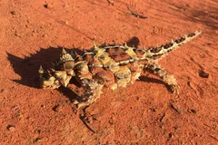 Thorny Devil (Moloch horridus)