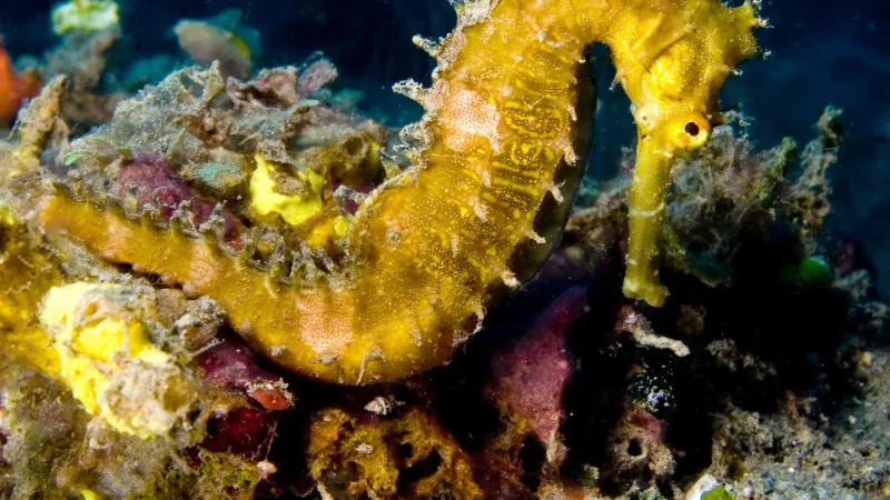 Bright yellow thorny seahorse curled among encrusting sponge and coral on a reef