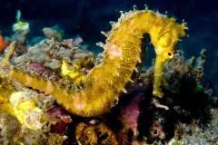 Bright yellow thorny seahorse curled among encrusting sponge and coral on a reef