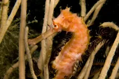Orange thorny seahorse with spiny ridges, clinging to pale soft coral stalks