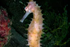 Pale peach thorny seahorse in profile against dark green weed, spines along its back