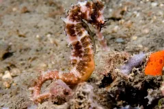 Brown and cream banded seahorse with its tail wrapped around a sponge on a rubbly seafloor