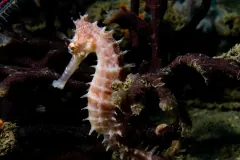 Beige thorny seahorse with sharp spines, upright beside dark branching coral at night