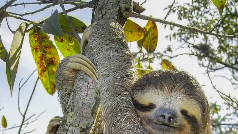 Three-Toed Sloth wildlife photography