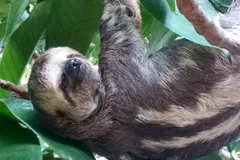 Pale-throated sloth hanging among large green leaves, its dark eye stripe and pale face turned to the side