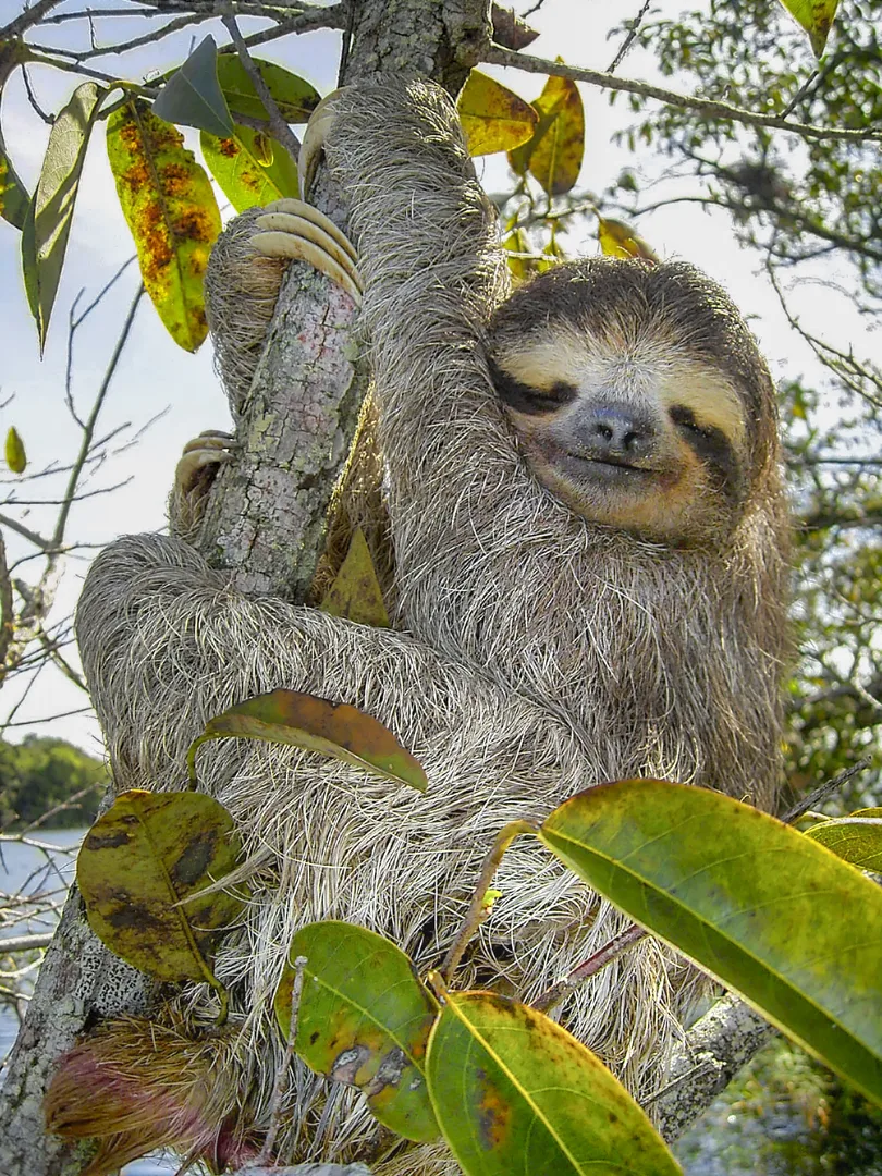 Three-Toed Sloth wildlife photography
