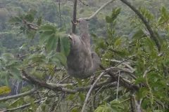 Three-toed sloth hanging from a leafy branch on a forested hillside