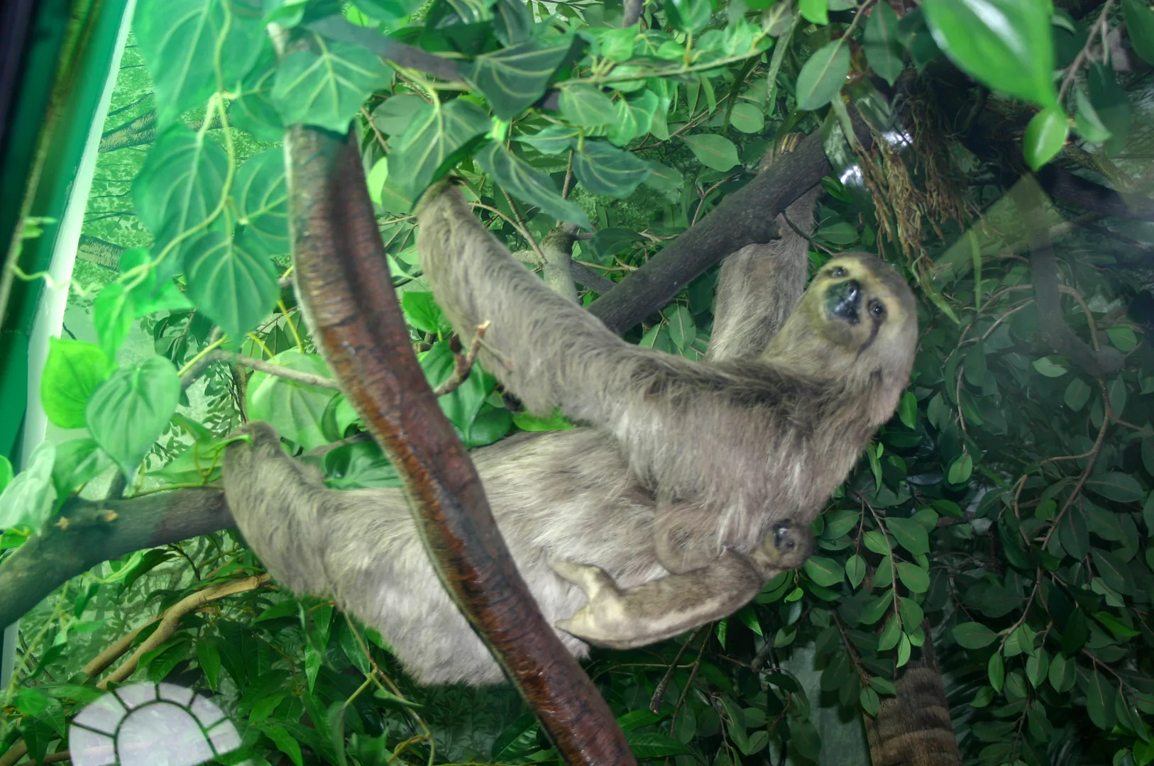 Three-Toed Sloth wildlife photography