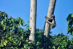 Three-toed sloth climbing down a tall bare trunk above the forest canopy