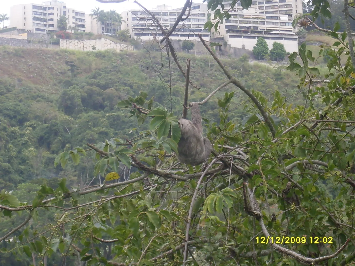 Three-Toed Sloth wildlife photography