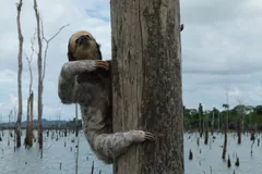 Three-toed sloth clinging to a dead trunk standing in flooded forest