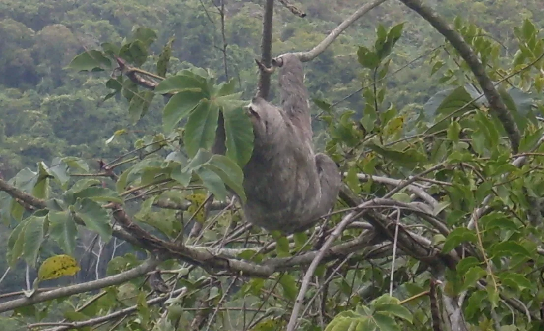 Three-Toed Sloth wildlife photography