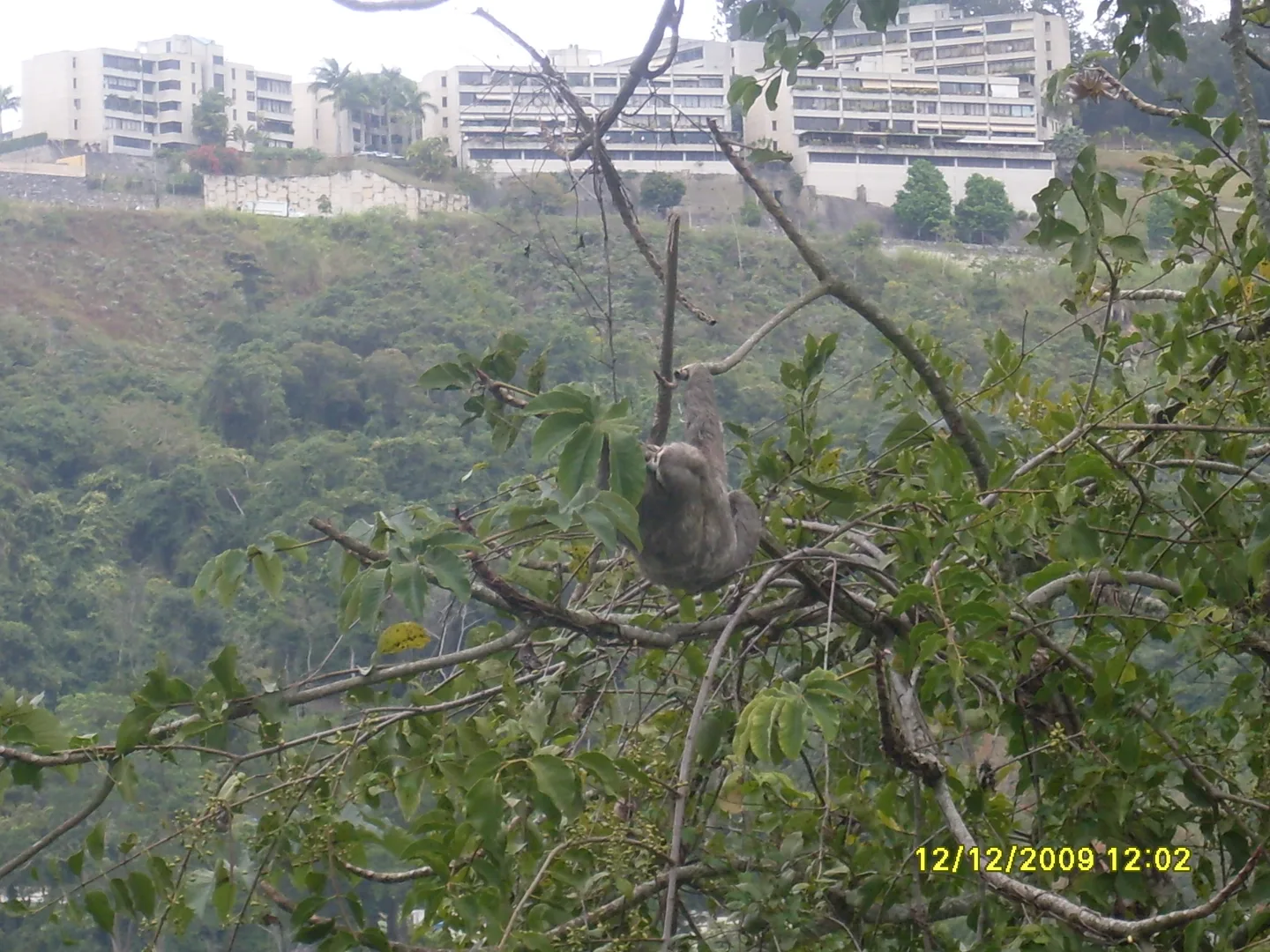 Three-Toed Sloth wildlife photography