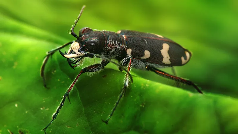 Tiger Beetle (Cicindela) in natural habitat