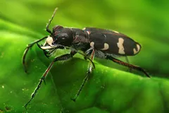 Tiger Beetle (Cicindela) in natural habitat