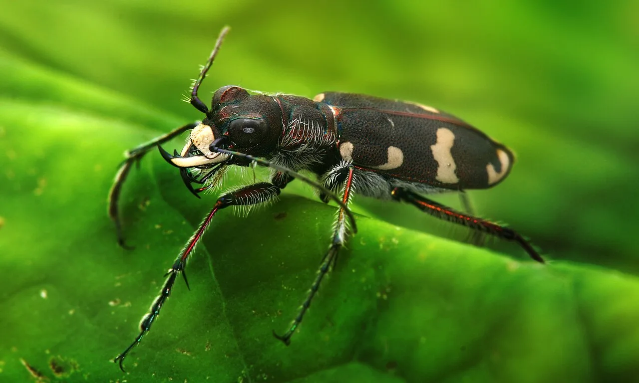 Tiger Beetle (Cicindela) in natural habitat