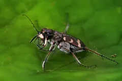 Tiger Beetle (Cicindela) in natural habitat