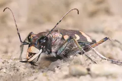 Tiger Beetle (Cicindela) in natural habitat