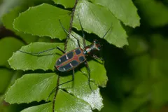 Tiger Beetle (Cicindela) in natural habitat