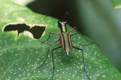 Tiger Beetle (Cicindela) in natural habitat