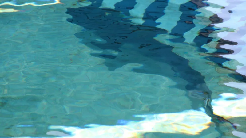 Tiger Shark in natural habitat