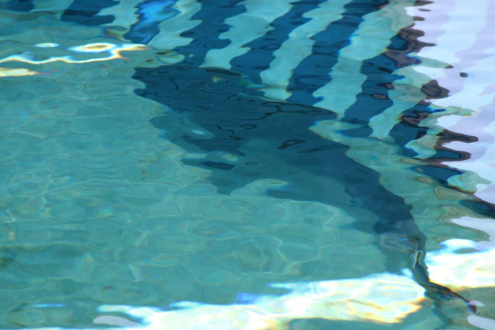 Tiger Shark in natural habitat