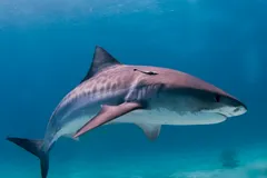 Tiger Shark cruising above sandy seabed