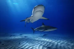 Tiger Shark in natural habitat