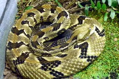 Timber Rattlesnake