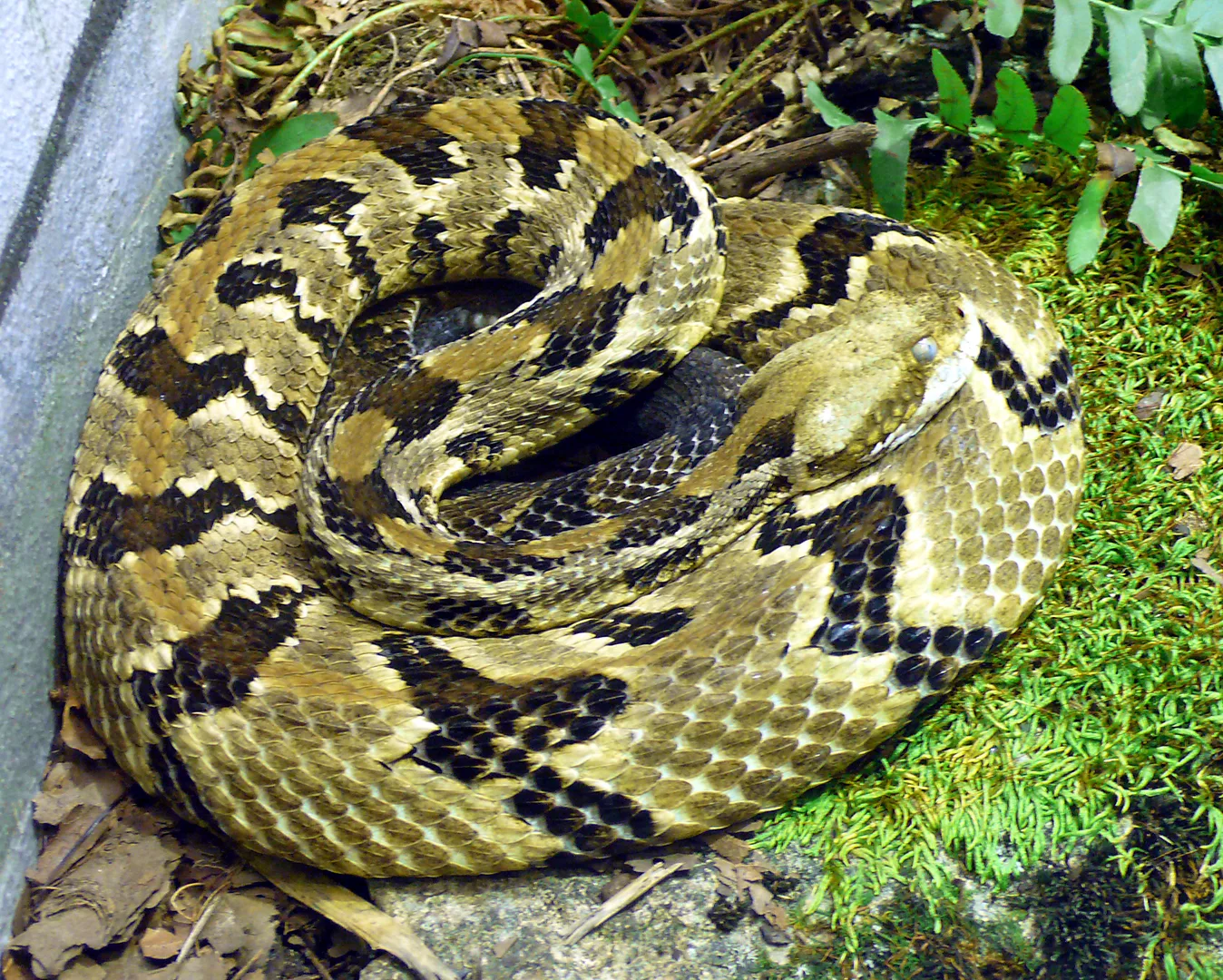 Timber Rattlesnake