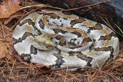 Pale timber rattlesnake coiled among pine needles and leaves